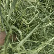 高適口性牧草 燕麥草 甜小麥草 苜蓿 提摩西一割 二割 百慕達 高纖護腸道兔子龍貓豚鼠全階段主食營養均衡小寵愛吃