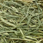 【新寵兒樂園】兔子天竺鼠的最愛,甜燕麥牧草