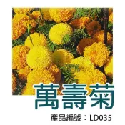 【醬米資材】DIY種子栽種 成就滿滿~萬壽菊