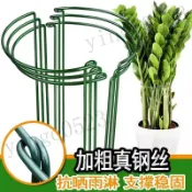 台灣出貨 植物支撐架龜背竹鐵藝天堂鳥固定支架髮財金錢樹陽臺花盆栽攏花架