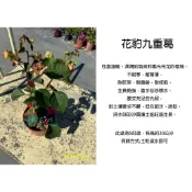 心栽花坊-畫報九重葛/花豹九重葛/新花色系/5吋/開花植物/綠籬植物/花色隨機/特價280