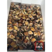【大漁人】批發優惠 滿2000免運 台灣養殖 新鮮蛤蜊 已吐沙 600g±5