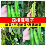 【四棱豆】四角豆種子 翼豆 楊桃豆  有機 當季採收 發芽率高 自家菜園陽台盆栽 易種好栽培 豐產蔬菜 健康蔬菜
