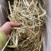 台灣發貨 澳洲特選甜燕麥草 提摩西頭茬 苜蓿 甜小麥草 百慕達草 高纖護齒 色綠新鮮 無雜質 兔子 龍貓 天竺鼠專用優質