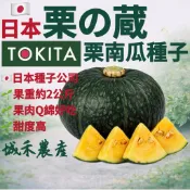 城禾農產🍃 日本栗之藏南瓜種子 5粒 日本栗子南瓜種子 日本栗南瓜種子 栗子金瓜種子 金瓜種子 日本南瓜種子 南瓜種子