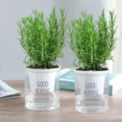 🌿（迷迭香種子）🌿今年新種（100粒入）香草種子 驅蚊蟲 高級香草種子 艾菊種子 夏季必備綠植種子 四季懶人易