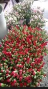 康乃馨 單枝 花束 錐形 透明禮盒 鮮花禮盒 母親節 康乃馨 贈品禮品 婚禮小物 房仲業 二次進場 裸裝單支康乃馨花束