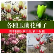 🌱🌱【玉蘭花種子】 盆栽地栽觀賞花卉紅玉蘭白玉蘭紫玉蘭超多品種四季庭院風水樹種子超易活 花卉種子