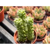 【多肉好好買】一吋盆 葡萄吹雪 多肉植物 現貨