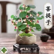 菩提種子 菩提樹種子 覺樹種子 聖樹種子 庭園樹苗 宗教植物 盆栽綠化 景觀樹木 禪意盆栽 寺院植栽 修行植物
