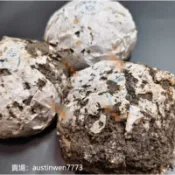 1999年雲南普洱茶金瓜貢沱蟲屎沱老生茶花園茶廠珍藏陳年老茶250g*5沱 特產品類：普洱茶