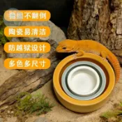 陶瓷爬寵防逃逸食盆 鬃獅守宮蜘蛛爬蟲活體飼料麪包蟲大麥蟲防逃脫