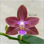 蝴蝶蘭/西雅圖/香花/2.5吋分生苗