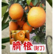 臍丁 財丁 勿直接下標 臍橙 甜橙中的貴族 無籽 肚臍橙 香橙 甜橙 柳橙 柳丁 柑橘 發財添丁 發財柳丁 路邊攤俱樂部