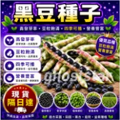 現貨🔥黑豆種子【50粒】農家自留種當季小黑豆早熟高產矮桿&五穀雜糧種子