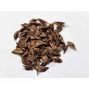 【塊根英雄】波娜乳香種子/Boswellia popoviana x nana/橄欖科/塊根植物/國內園藝交種波波交娜娜