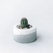 莫蘭迪綠系列 | 白線丸 小圓形漸層水泥仙人掌植栽