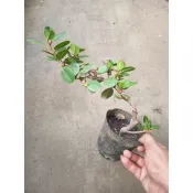 芳苑樹花苗繁殖農場  名稱：圓葉榕