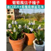【CoCo園藝】29款葡萄風信子種子風信子種子 海洋魔法 易種植耐寒盆栽地栽庭院花卉植物花海 觀賞花卉種子