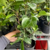 大果苦茶苗/大果品種/水果樹苗/果苗/嫁接苗/盆栽/熱帶果苗樹/矮種果樹苗