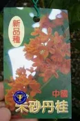 ╭＊田尾玫瑰園＊╯優良桂花--(朱砂丹桂)