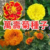 【萬壽菊種子】 驅蟲植物 花壇邊界 四季開花 盆栽園藝 好種易活 蜜源植物 綠籬裝飾 鮮明花色 防蚊草 綠肥作物
