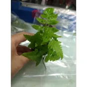 阿馨水草屋。水草造景-台灣三叉葉蕨盆（小型蕨類）一盆40元水草缸專賣店