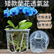 【台灣現貨】透明控根透氣蘭花盆（矮胖款） 🌿｜蝴蝶蘭萬代蘭石斛蘭｜矮胖穩盆型｜控根不悶根｜可觀察根系｜新手也不爛根｜