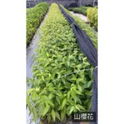 山櫻花/櫻花苗/永吉種苗園