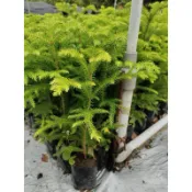 ★綠霖園藝★小葉南洋杉 觀賞植物/水果樹苗/新興果樹/果苗/嫁接/植物/盆栽