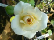 ╭＊田尾玫瑰園＊╯玫瑰花--(法國蕾絲.French Lace)