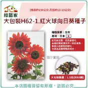 【綠藝家】大包裝H62-1.紅火球向日葵種子1.5克(約60顆)(株高約150公分.花徑約12-13