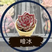 暗冰 - Wayne多肉/一吋盆多肉/多肉植物/婚禮小物/組盆/療癒小物/韓肉品種