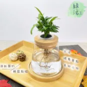 【理想小品】羅漢松【現貨】水耕盆栽 玻璃圓錐瓶 無土種植 簡單種植 觀葉植物 室內植物 飾品 創意花盆 盆栽