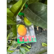 英宏 黃金蜜柑 茂谷 珍珠蜜柑 椪柑 美人柑 佛利蒙 木瓜蜜丁 4吋 水果苗 嫁接苗 水果植物 熱帶植物果苗