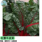 🌿【超美觀賞蔬菜】紅艷牛皮菜種子 紅梗紅葉 可食用可觀賞 陽台盆栽地植皆可 四季可種 抗氧化蔬菜 懶人新手推薦 簡單種植