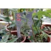 🌺青花椒苗栽🌺麻椒/高壓苗5吋盆/最超值竹葉椒 野花椒 貝椒子 山巴椒 山椒 山花椒 青花椒