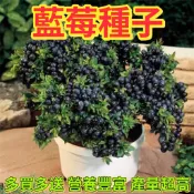 沐耕園|台灣藍莓種子 盆栽果樹 庭院果苗 觀葉觀果 酸性植物 陽台盆栽 可食用 藍莓苗 家庭果園 種子盆栽 DIY種植 