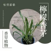 植得｜檸檬草·檸檬香茅｜可食用料理植物