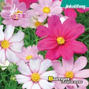 波斯菊種子 四季種植 格桑花種子 花海種子 陽台庭院盆栽 新手易種易活 純潔之花 幸運花 無情的開花機器