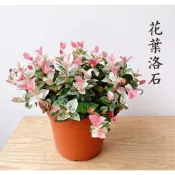 〈柯比植物〉花葉絡石/初雪葛蕨類植物  斑葉洛石 鐵線蕨 孔雀鐵線蕨 孔雀蕨(蕨類植物 蕨類植物 蕨類盆栽 鐵線蕨園藝)