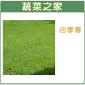 【蔬菜之家】M05四季春草皮種子1公斤(有藥劑處理)(四季青草皮種子)速綠草 全綠草 四季青