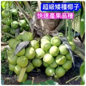 矮種椰子🟡牛奶椰-品種🟡〈急速出貨〉快速產果+適合台灣+適合新手 椰子 矮椰子 矮種椰子 水果苗 樹苗 盆栽 矮生盆栽