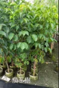 花花世界-常綠喬木**茄苳** -茄苳樹-重陽木 7-8吋盆/高120-150cm/優質庭園用樹/MA*無法超取*