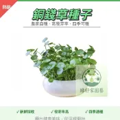 現貨【銅錢草種子】四季種植 招財綠植 會開花銅錢草種籽 陽台室內庭院四季盆栽可種 水養金錢草種籽可水培土培