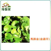 M08.馬蹄金(金錢草)種子500顆(有藥劑處理)(莖細長.植株低矮.高僅3-5公分左右.葉片成橢圓或腎形)【綠藝家】