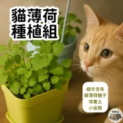 【自己種貓薄荷】貓薄荷種植組 貓薄荷 貓薄荷diy 盆栽種植 貓薄荷種植 新鮮貓薄荷 貓咪的快樂秘密 新鮮貓草 貓草種植