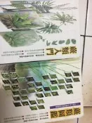 蕨類入門及蕨類圖鑑共2本合售(2001年初版一刷)9573245205