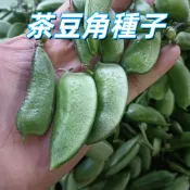 【茶豆角種子】菜豆種子 蔓性四季豆 青莢敏豆 蔬菜種子 家庭菜園 陽台盆栽 可食用 易栽種 新手友善 園藝