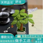 花秀手工館❀手工鈎織 diy 毛綫 植物桌麵擺件 材料包 手工藝 髮財樹手工編織辦公室擺件招財小盆栽鈎針毛綫自製禮物送閨